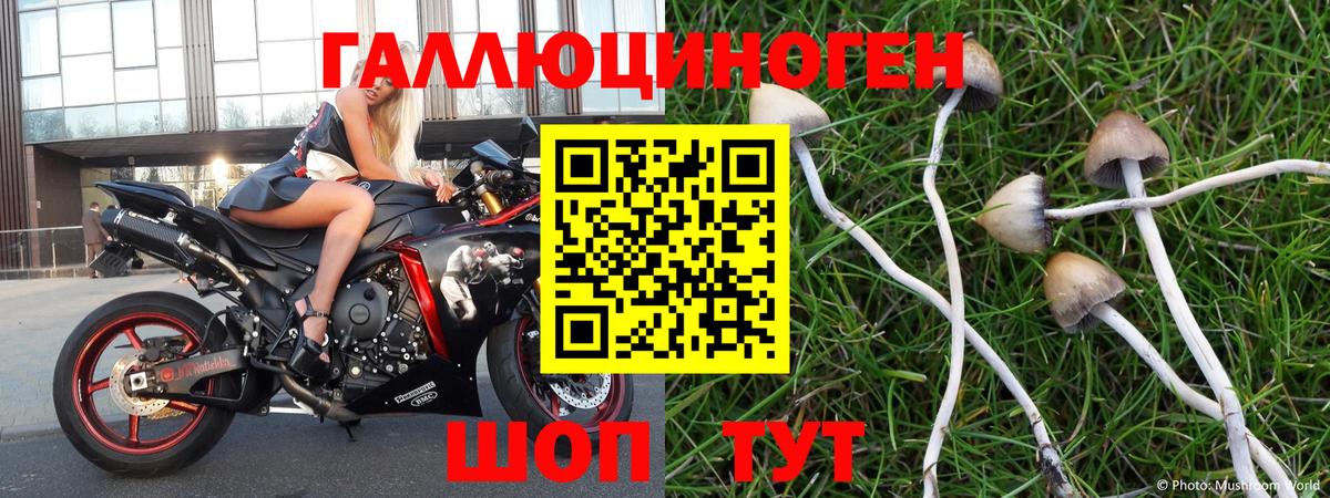 Иркутск  Псилоцибиновые грибы Psilocybe  Вход с VPN  Псилоцибиновые грибы прущие грибы 